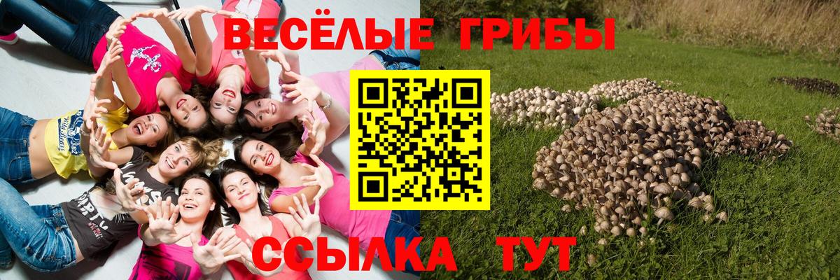 Галлюциногенные грибы Psilocybe Азнакаево